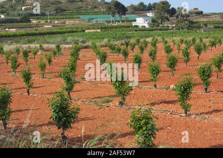 Pflanzung von jungen Persimmon mit angebauten Felder und Häuser im Hintergrund Stockfoto