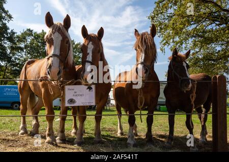 Horse Fair an Chaillac, Indre, Frankreich Stockfoto