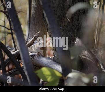 Cherry Valley, New York, USA: Eastern Chipmunk (tamius striatus) posiert für ein Foto mit einem schwarzen Walnuss im Mund. Stockfoto