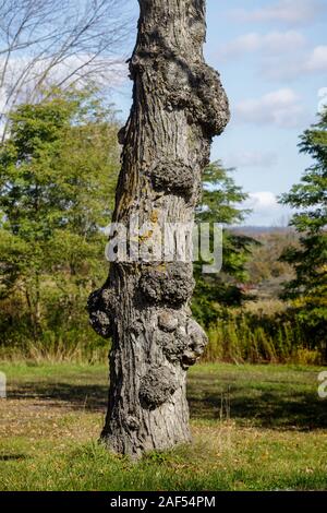 Maserknollen aka Grate auf einem Baumstamm in Richfield Springs, Otsego County, New York State. Sie sind viel mit rustikalen Möbeln Entscheidungsträger bewertet. Stockfoto