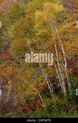 Birken im Oktober, Cherry Valley, New York State, USA. Stockfoto