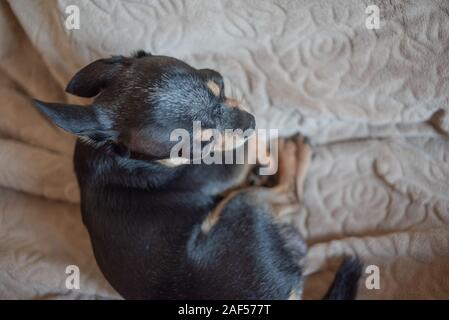 Kurzen blonden Haaren chihuahua Hund Kabel liegt und sitzt auf einem brown Plaid. Chihuahua Hund auf eine beige Plaid. Chihakhtse Hund ist schwarz-braun-weiß. Haustier zu ho Stockfoto