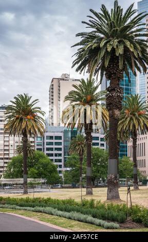 Melbourne, Australien - 16. November 2009: Grüne Palmen im Park unter den Hochhäusern unter cloudscape. Stockfoto