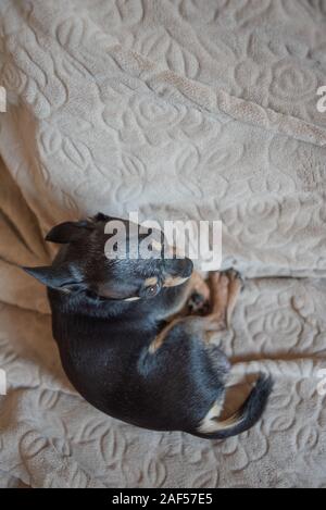 Kurzen blonden Haaren chihuahua Hund Kabel liegt und sitzt auf einem brown Plaid. Chihuahua Hund auf eine beige Plaid. Chihakhtse Hund ist schwarz-braun-weiß. Haustier zu ho Stockfoto