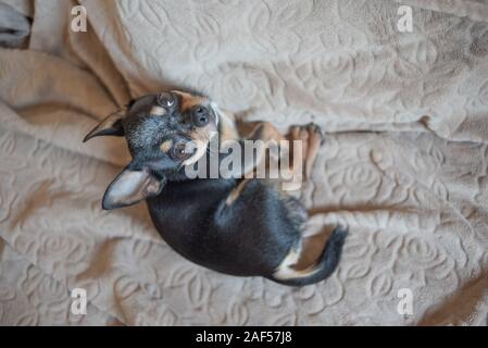 Kurzen blonden Haaren chihuahua Hund Kabel liegt und sitzt auf einem brown Plaid. Chihuahua Hund auf eine beige Plaid. Chihakhtse Hund ist schwarz-braun-weiß. Haustier zu ho Stockfoto