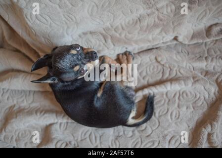 Kurzen blonden Haaren chihuahua Hund Kabel liegt und sitzt auf einem brown Plaid. Chihuahua Hund auf eine beige Plaid. Chihakhtse Hund ist schwarz-braun-weiß. Haustier zu ho Stockfoto