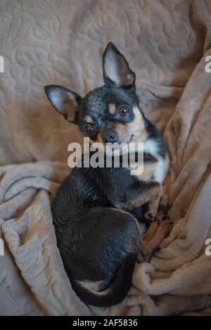 Kurzen blonden Haaren chihuahua Hund Kabel liegt und sitzt auf einem brown Plaid. Chihuahua Hund auf eine beige Plaid. Chihakhtse Hund ist schwarz-braun-weiß. Haustier zu ho Stockfoto