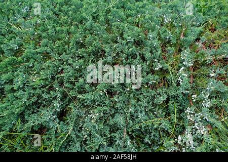 Große Wacholder mit Beeren. Die Äste der immergrüne Strauch aus der Familie der Zypresse. Gemeinsame Juniper ist auch unter dem Namen Vares, Archa bekannt. Stockfoto