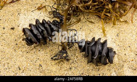 Zwei Spirale shark ei Fälle aus der Shark Familie Heterodontidae gewaschen, befestigt am Strand gefunden, um Algen. Port Jackson Hai, Heterodontus portusj Stockfoto