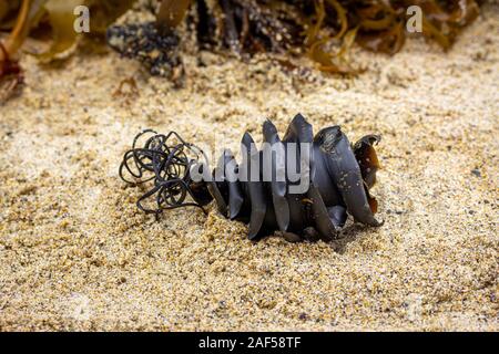 Nahaufnahme von Spirale shark Ei Fall vom Shark Familie Heterodontidae gewaschen, befestigt am Strand gefunden, um Algen. Port Jackson Hai, Heterodontus Stockfoto