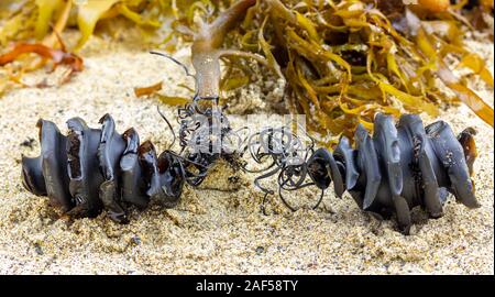 Zwei Spirale shark ei Fälle aus der Shark Familie Heterodontidae gewaschen, befestigt am Strand gefunden, um Algen. Port Jackson Hai, Heterodontus portusj Stockfoto