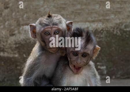 Paar baby Makaken (Macaca fascicularis) im heiligen Affenwald in Ubud, Bali, Indonesien. Stockfoto