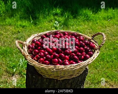 Korb mit frisch gepflückte Kirschen aus dem eigenen Garten. Stockfoto