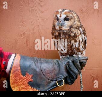 Waldkauz sitzt auf Leder ist ein Handler Handschuh. Wye Marsh Wildlife Centre, Ontario, Kanada Stockfoto