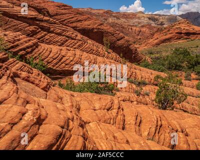 Rippen von versteinerten Sanddüne, Butterfly Trail, Snow Canyon State Park, St. George, Utah. Stockfoto