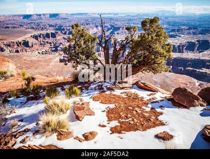 Eine alte Wacholder am Rande eines riesigen Canyon, Canyonlands National Park, Insel im Himmel, Utah, USA. Blue Mountains oder Abajo Mountains i Stockfoto