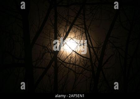 Winter Mond durch Bäume Stockfoto