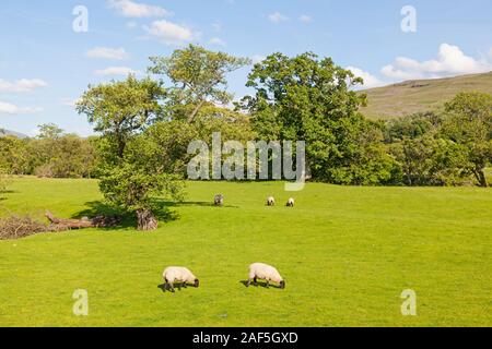 An idyllic English agricultural landscape in the Yorkshire Dales with trees and sheep. Stockfoto