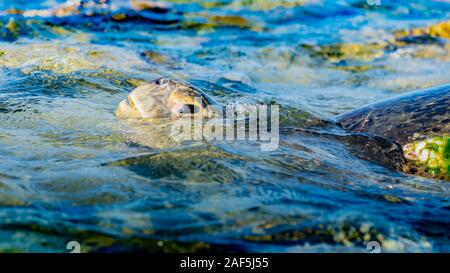 Große weibliche Schildkröte nimmt eine Atem während der Rückkehr zum Meer nach einem Nächte Eiablage. Stockfoto