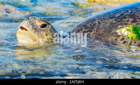 Große weibliche Schildkröte nimmt eine Atem während der Rückkehr zum Meer nach einem Nächte Eiablage. Stockfoto