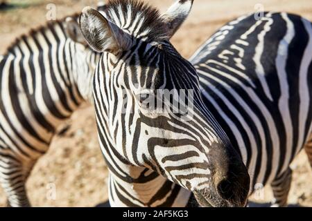 Schließen Sie sich an Profil von der Seite des Zebra Gesicht Stockfoto