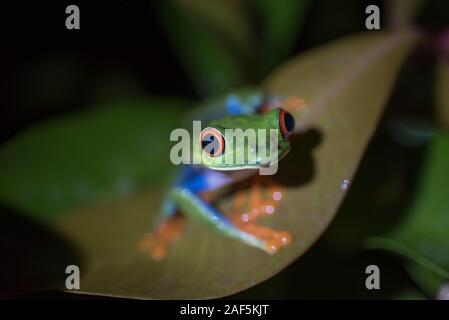 Ein red-eyed Treefrog auf ein Blatt in Costa Rica. Stockfoto
