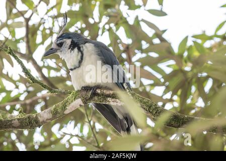 Eine weiße throated Magpie in Costa Rica Stockfoto