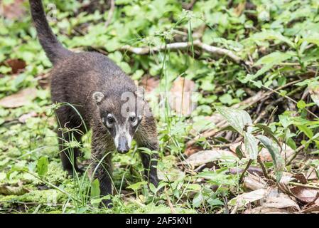 Eine weiße Nase Nasenbär in Costa Rica Stockfoto