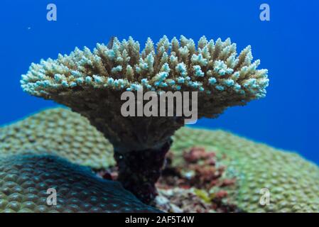 Nahaufnahme von Hartkorallen. Ein kleiner Baum Form Coral auf der großen Coral. Stockfoto