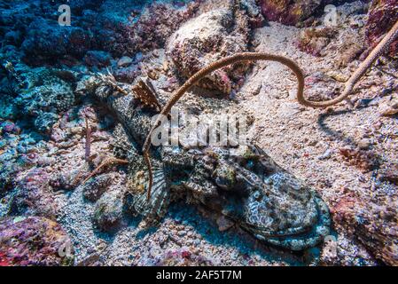 Ein Krokodil Fisch, Cymbacephalus beauforti (Knapp, 1973), schlafen auf dem Meeresboden, wo die Verbreitung von weißem Korallensand. Stockfoto