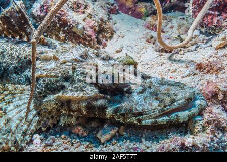 Ein Krokodil Fisch, Cymbacephalus beauforti (Knapp, 1973), schlafen auf dem Meeresboden, wo die Verbreitung von weißem Korallensand. Stockfoto