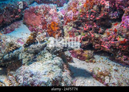 Ein Krokodil Fisch, Cymbacephalus beauforti (Knapp, 1973), schlafen auf dem Meeresboden, wo die Verbreitung von weißem Korallensand. Stockfoto