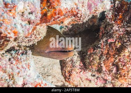 Eine Riesenmuräne (Gymnothorax javanicus) Blick von der kleinen Höhle. Stockfoto