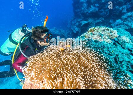 Eine weibliche Taucher beobachten Rosa Anemonenfischen (Amphiprion perideraion) Schwimmen über den großen seeanemone (Heteractis magnifica). Stockfoto