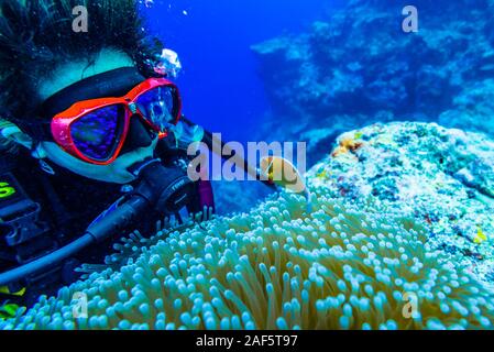 Eine weibliche Taucher beobachten Rosa Anemonenfischen (Amphiprion perideraion) Schwimmen über den großen seeanemone (Heteractis magnifica). Stockfoto