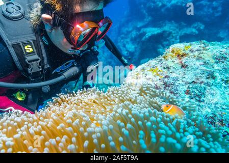 Eine weibliche Taucher beobachten Rosa Anemonenfischen (Amphiprion perideraion) Schwimmen über den großen seeanemone (Heteractis magnifica). Stockfoto