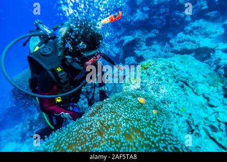 Eine weibliche Taucher beobachten Rosa Anemonenfischen (Amphiprion perideraion) Schwimmen über den großen seeanemone (Heteractis magnifica). Stockfoto