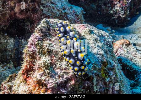 Nembrotha carlsonhoffi Brunckhorst, 1993 auf korallenstein. Yap in Mikronesien. Stockfoto