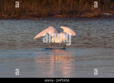 Das White Morph der rötliche Reiher, Fische zu fangen, in der Galveston Bay, Texas, USA Stockfoto