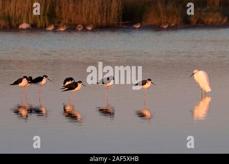 Die Herde der Schwarzen necked Stelzen im warmen Abendlicht mit Reflexion im Wasser des Ozeans, Galveston, USA Stockfoto