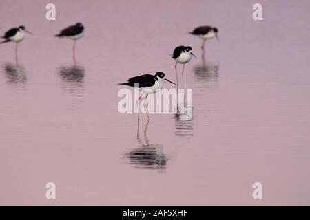 Die Herde der Schwarzen necked Stelzen in Wasser in der Lila späten Abendlicht, Galveston, Texas, USA Stockfoto