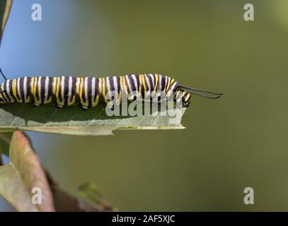 Monarch caterpillar Fütterung auf milkweed Blatt, Moody Gardens, Galveston, Texas Stockfoto