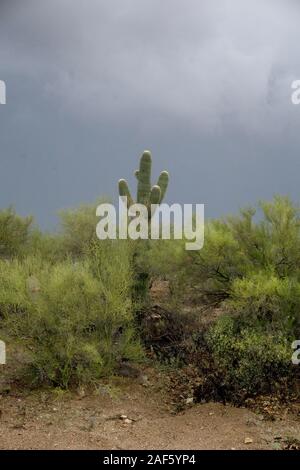 Einsame Saguaro Kaktus & Wüste Vegetation gegen ein Band der Dark sky in unheimlichen düsteren Licht, warnt vor einer herannahenden Sturm Tucson Arizona gesehen Stockfoto