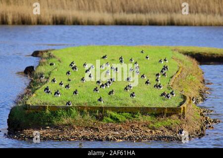 Herde der nördlichen Kiebitze (Vanellus vanellus) in Seaton Feuchtgebiete, Devon Stockfoto