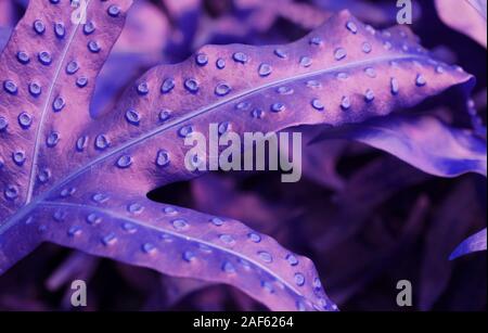 Closeup pop art surrealen Stil Farnblätter in kräftigem Lila Farbe Stockfoto