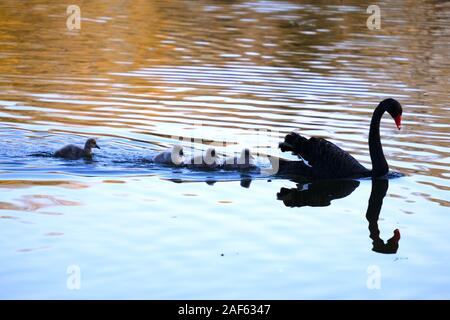 Peking, Peking, China. 13 Dez, 2019. Peking, China - Schwarze Schwäne und Babys spielen in einem See im Winter an der alten Sommerpalast in Peking, Dez. 2, 2019. Credit: SIPA Asien/ZUMA Draht/Alamy leben Nachrichten Stockfoto