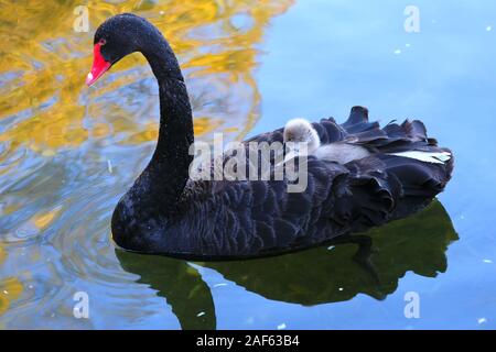 Peking, Peking, China. 13 Dez, 2019. Peking, China - Schwarze Schwäne und Babys spielen in einem See im Winter an der alten Sommerpalast in Peking, Dez. 2, 2019. Credit: SIPA Asien/ZUMA Draht/Alamy leben Nachrichten Stockfoto