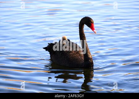 Peking, Peking, China. 13 Dez, 2019. Peking, China - Schwarze Schwäne und Babys spielen in einem See im Winter an der alten Sommerpalast in Peking, Dez. 2, 2019. Credit: SIPA Asien/ZUMA Draht/Alamy leben Nachrichten Stockfoto