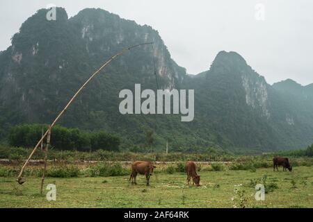 Zwei Kühe grasen auf den Bergen in der Nähe von Phong Nha, Vietnam Stockfoto