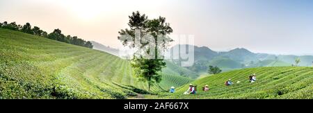 Pu Luong Kommune, Provinz Thanh Hoa, Vietnam - Oktober 1, 2019: Panoramabild der Dao ethnischen Minderheiten angehörenden Frauen Ernte von grünem Tee auf dem langen Coc Kaffee Stockfoto